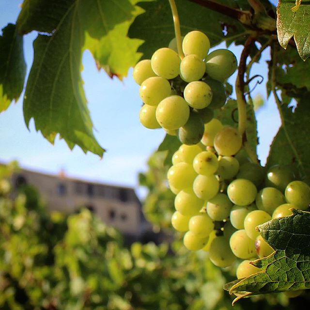 Wine harvest at Domaine de Palatz