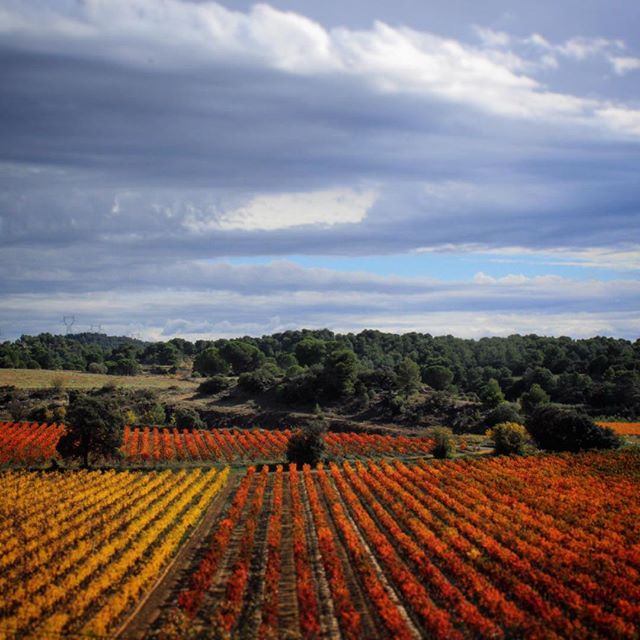 Languedoc Wine Autumn